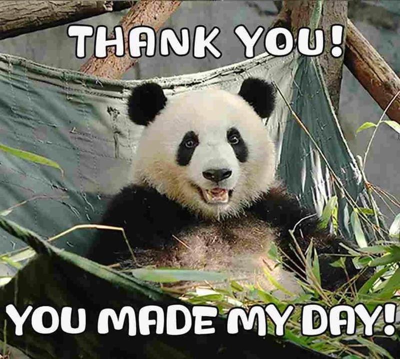 Lạc lối trong thế giới thank you meme dễ thương