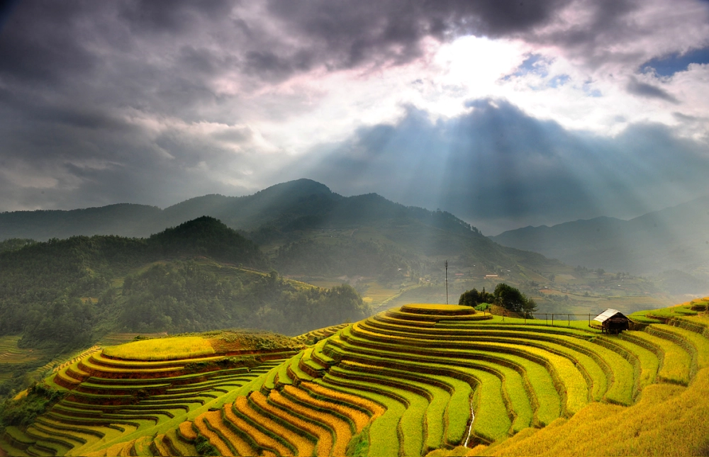 Vẽ tranh cảnh đồng lúa giản dị nhưng sống động