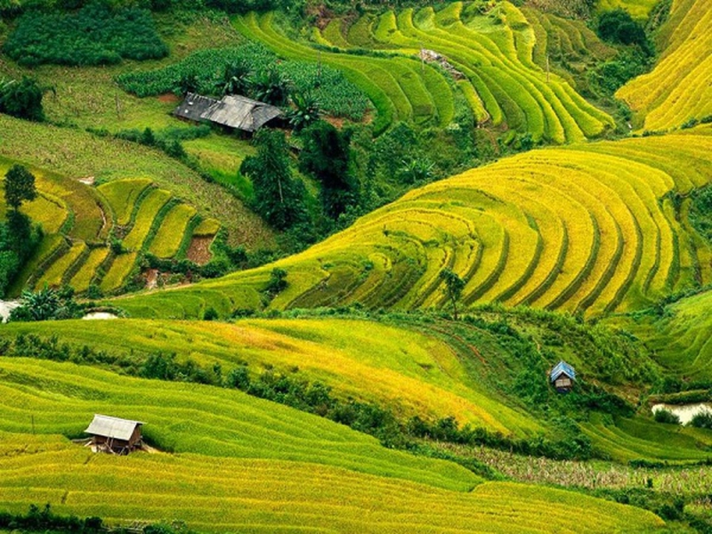 Vẽ tranh cánh đồng lúa chín bắt mắt đầy sức sống