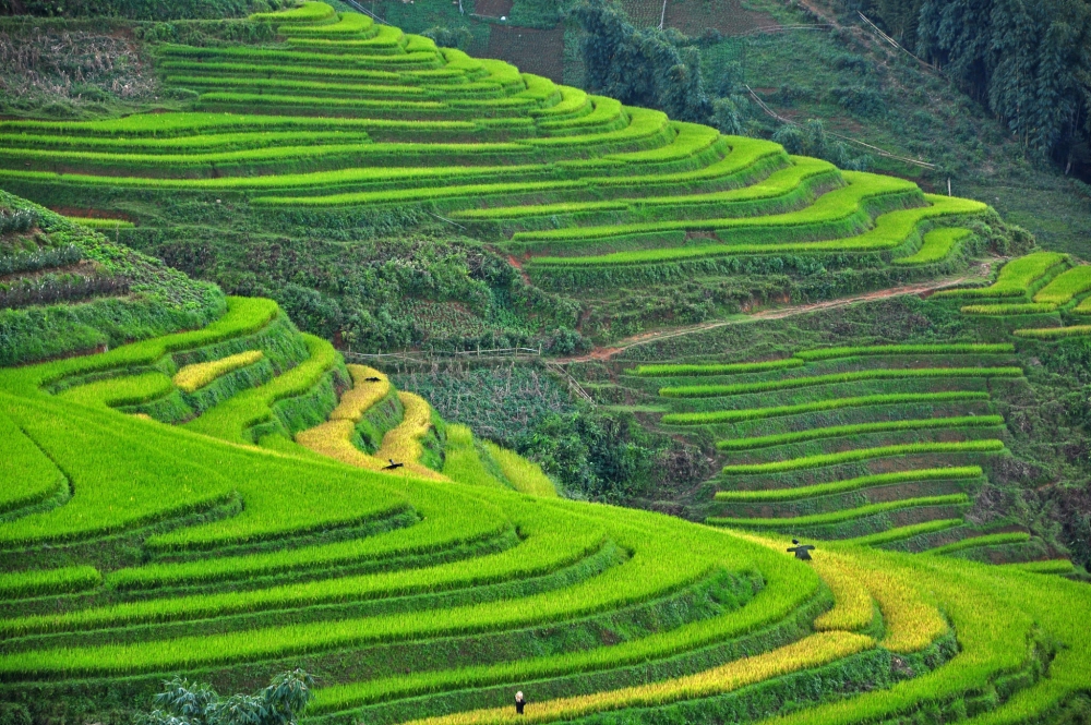 Vẽ tranh phong cảnh đồng lúa đơn giản dễ học và vẽ