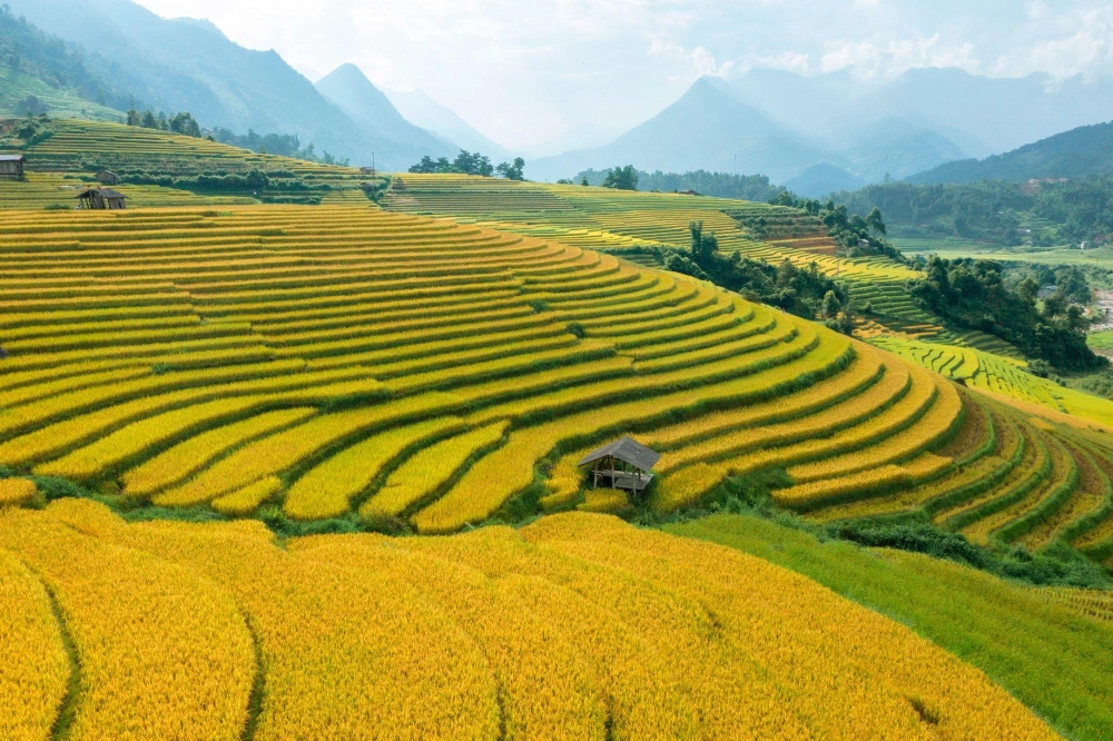 Tranh vẽ cảnh đồng lúa đơn giản nhẹ nhàng thư thái