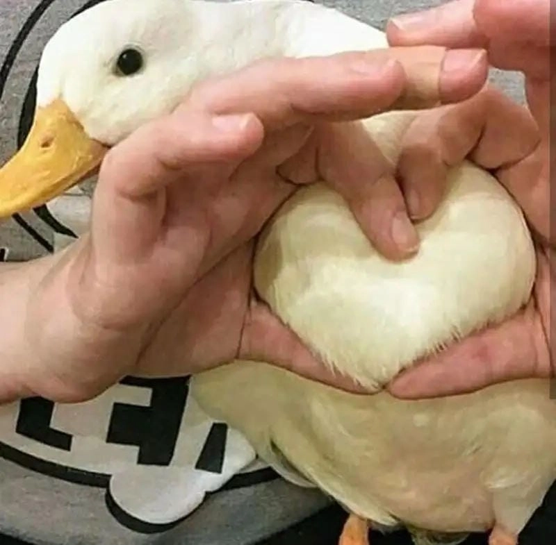 Tìm hiểu sức hút của vịt meme