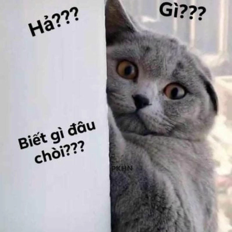 Sưu tầm những bức what meme mới nhất