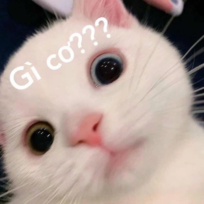 Ngắm nhìn vẻ đẹp what meme example