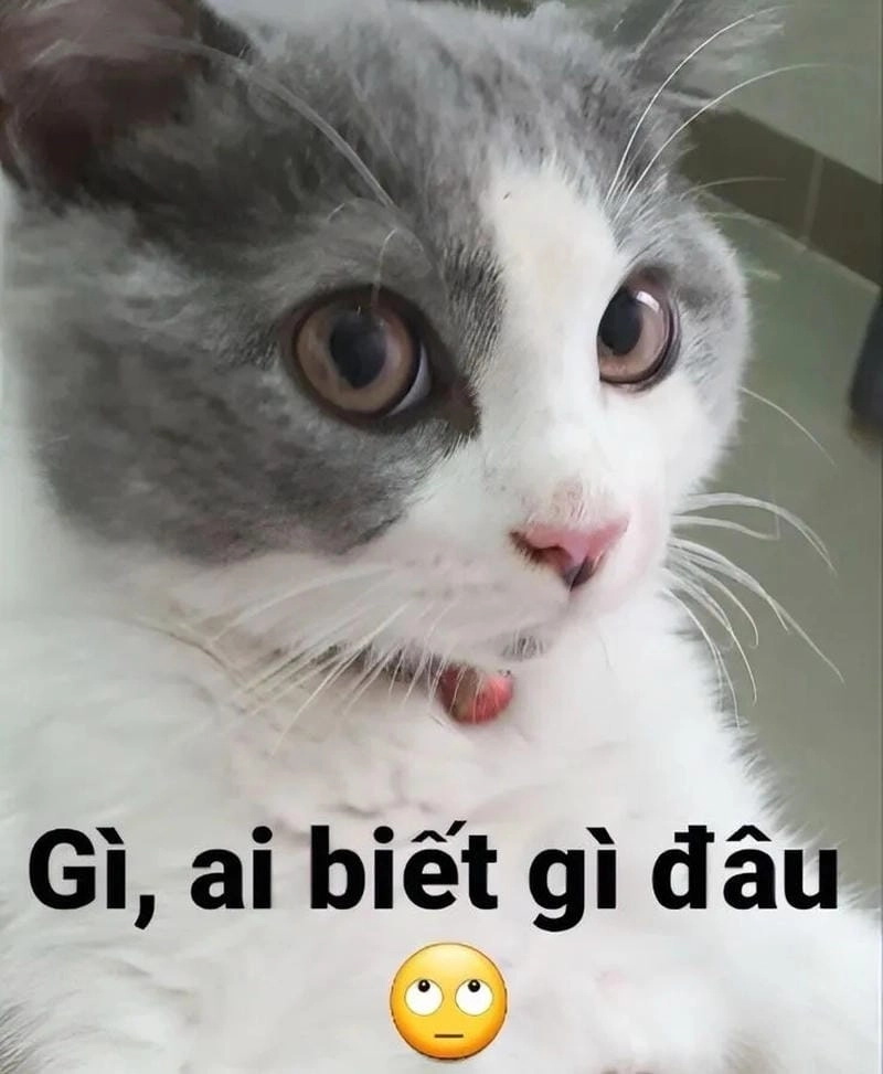 Tìm về what meme caption