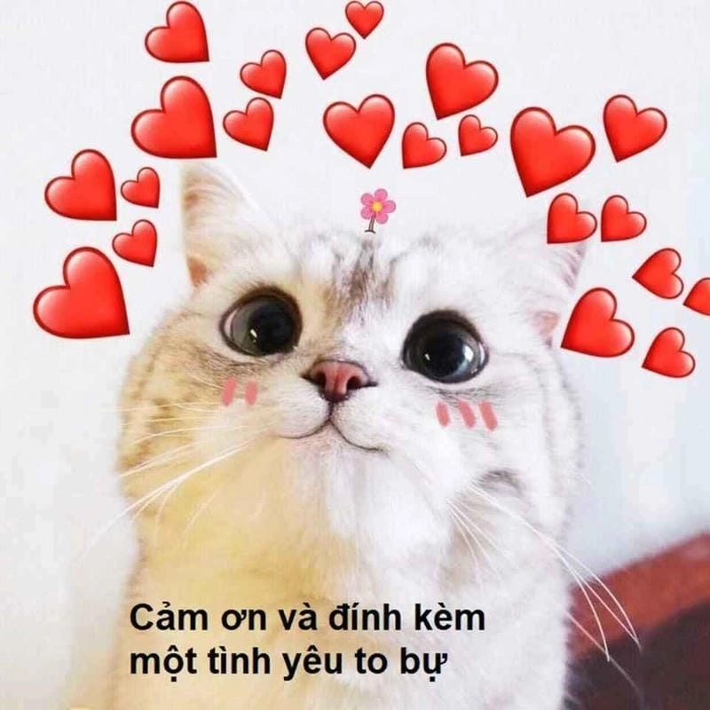 Lạc lối trong thế giới caption yêu meme