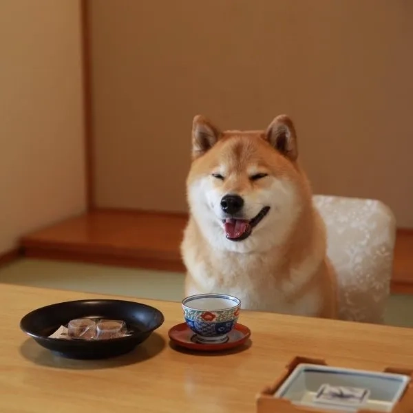 Avatar con chó trung thành dễ thương cuốn hút