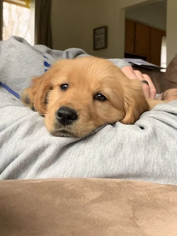 Avatar chó hài hước biểu cảm cười ngất