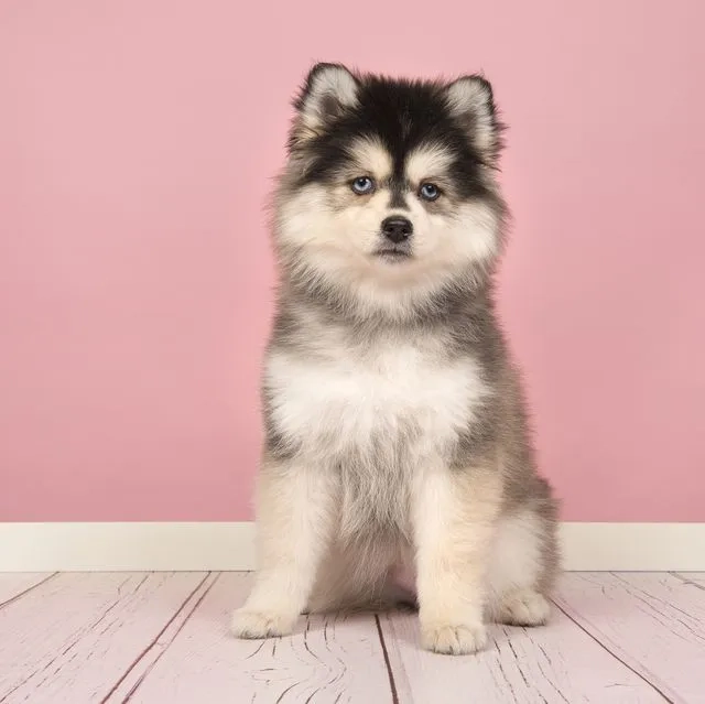 Avatar con chó hài biểu cảm troll siêu vui