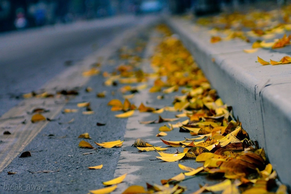 Ảnh phong cảnh mùa thu đẹp yên bình lãng mạn