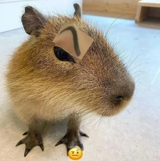 Ảnh capybara meme cute ngố tàu siêu đáng yêu