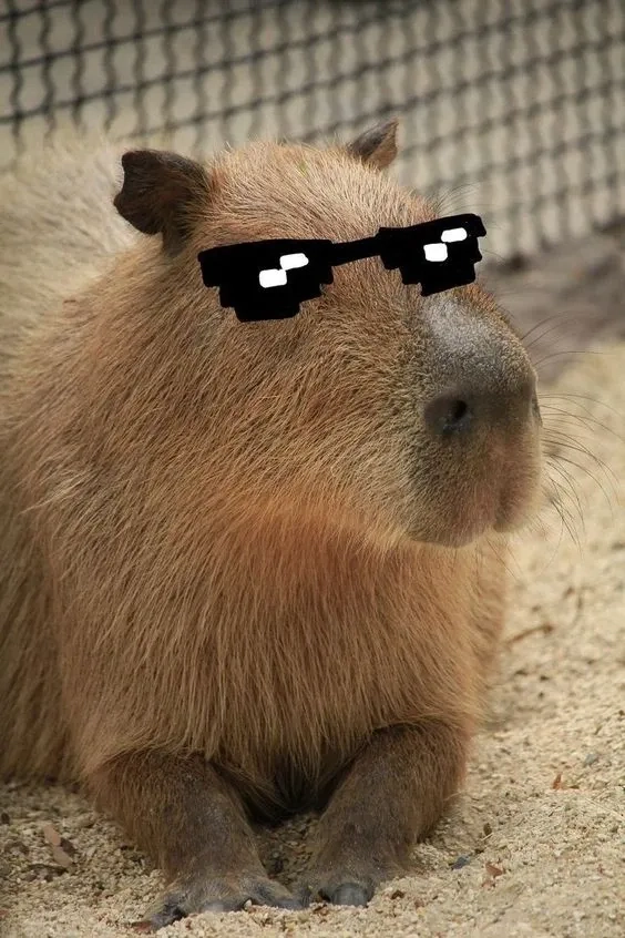 Capybara meme images bộ sưu tập dễ thương troll