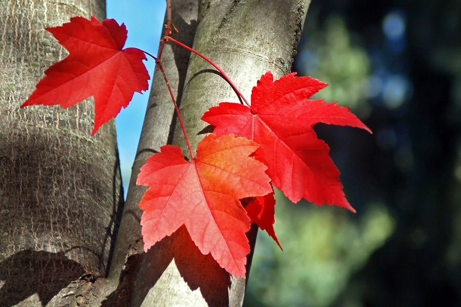 Lá phong đỏ nhật bản momiji tuyệt đẹp