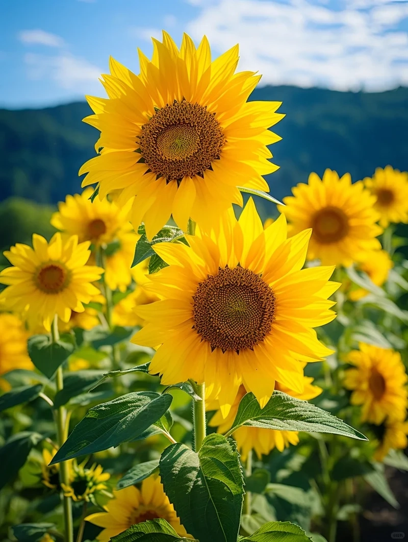 Không khí dịu dàng từ avatar hoa hướng dương lãng mạn