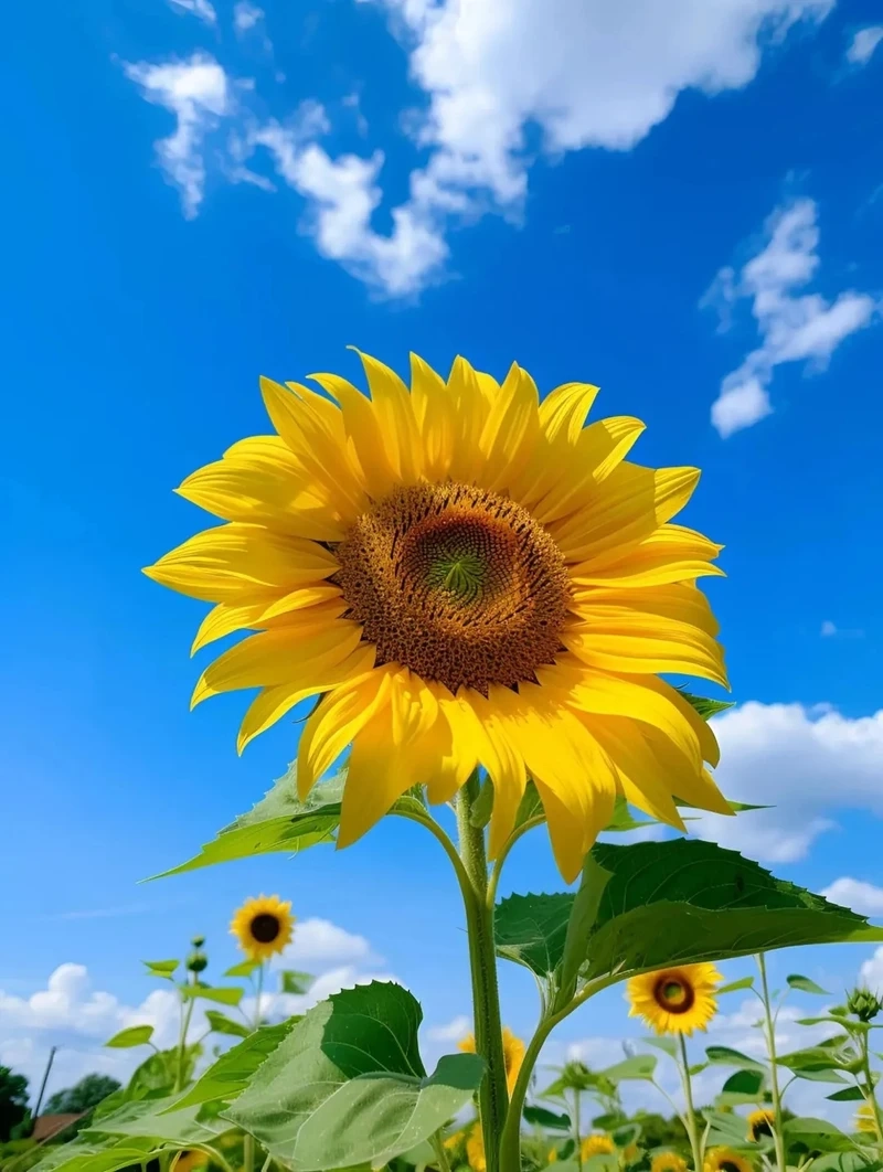 Tông màu dịu mắt với avatar hoa hướng dương pastel cực xinh