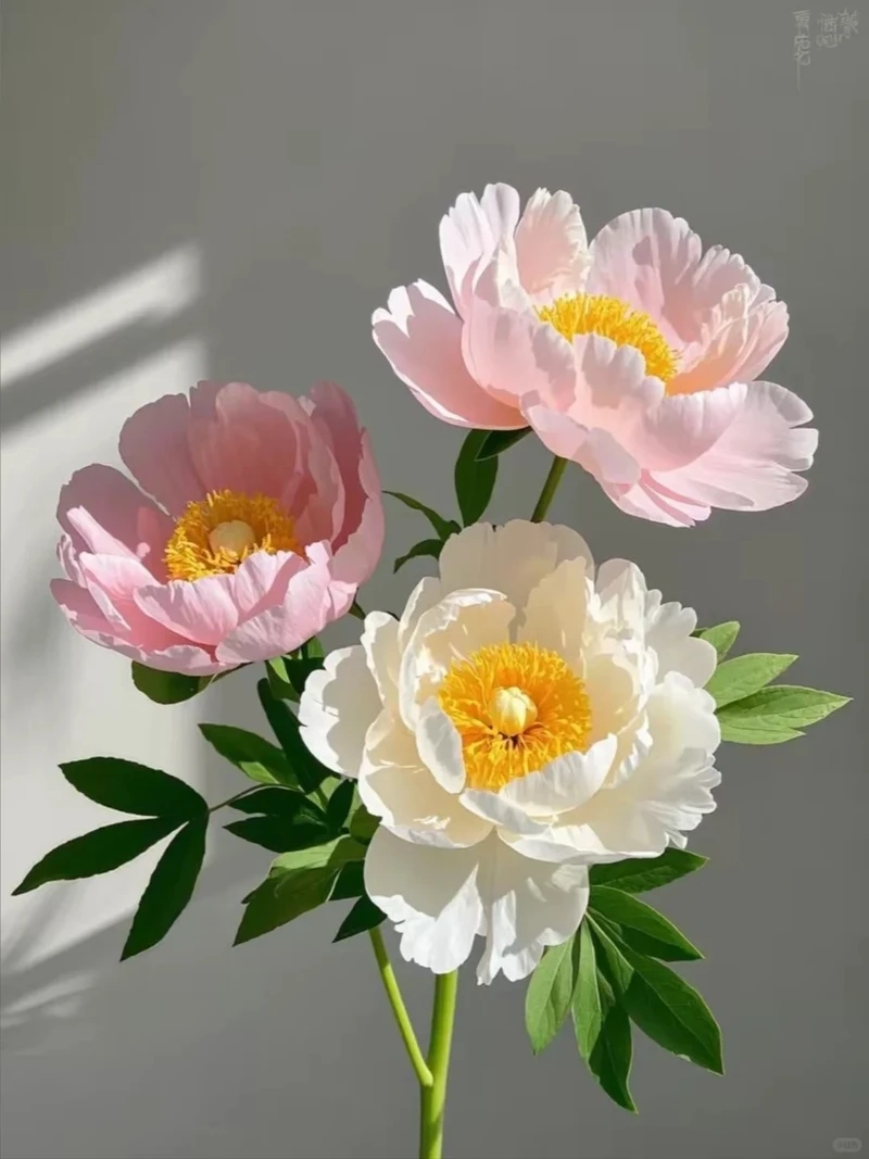 Dịu dàng hiện đại với avatar hoa mẫu đơn phong cách hàn quốc