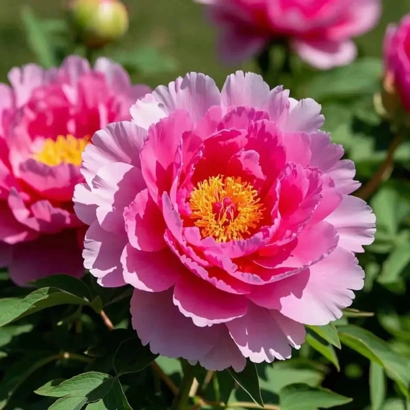 Nét đẹp phương Đông trong avatar hoa mẫu đơn phong cách trung hoa