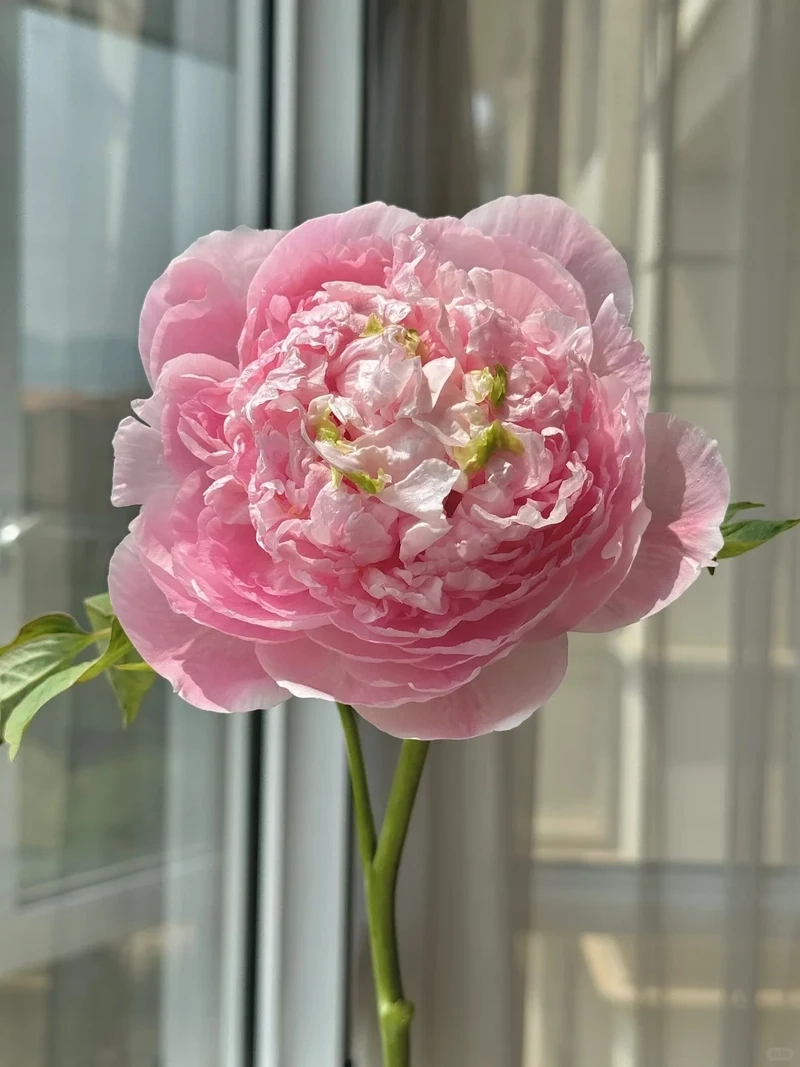 Màu sắc dịu mắt với avatar hoa mẫu đơn pastel cực dễ thương