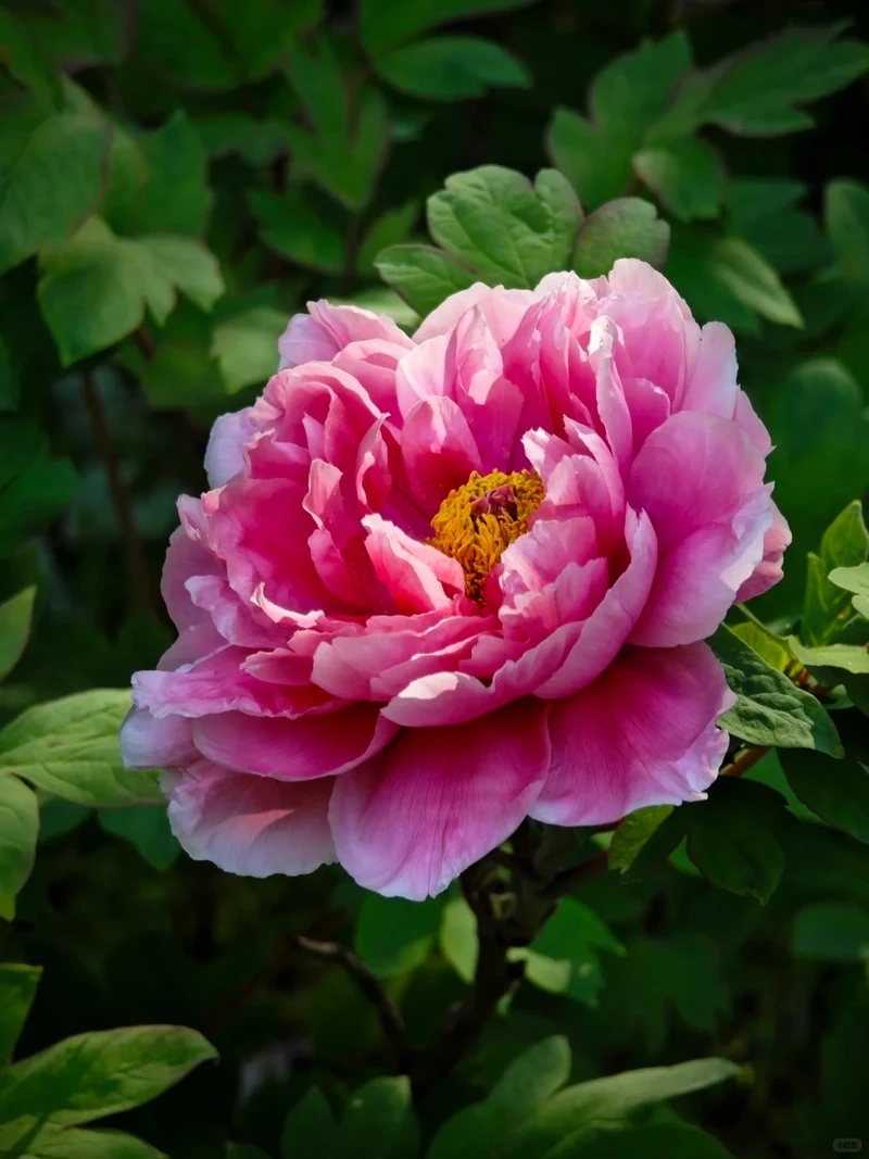 Vẻ đẹp thanh thoát của avatar hoa mẫu đơn nhẹ nhàng đầy cuốn hút