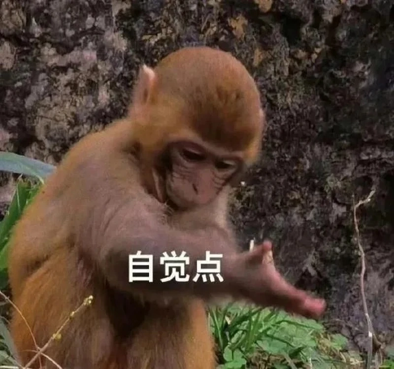 Con khỉ meme internet hài hước được chia sẻ nhiều nhất