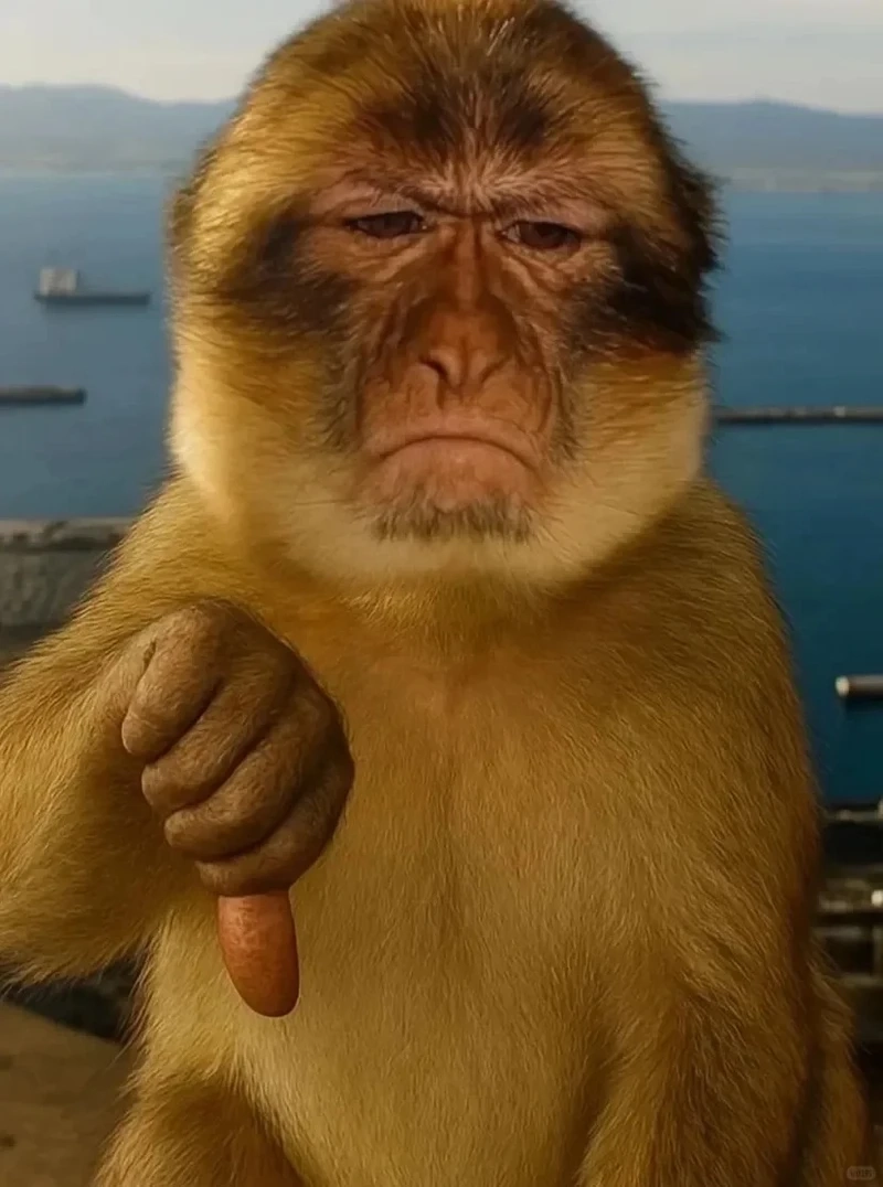 Con khỉ meme dễ thương đang được dân mạng săn lùng