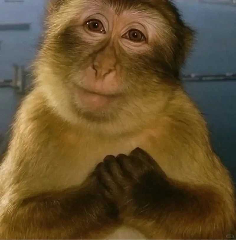 Con khỉ meme chế hài hước cực mạnh đang hot