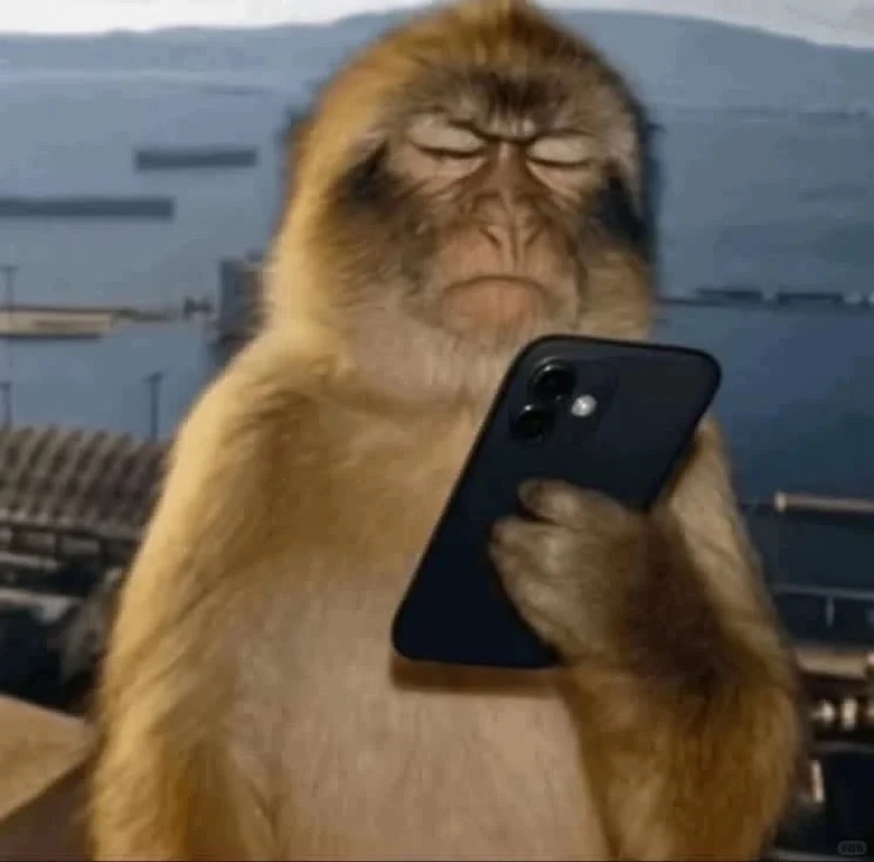 Con khỉ meme hài nhất bảo đảm xem là cười