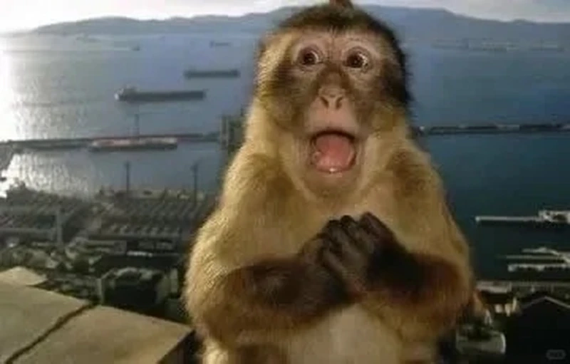 Con khỉ meme biểu cảm hài dùng làm comment cực chất