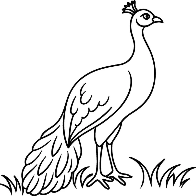 Tranh tô màu con công đẹp giúp bé khám phá loài chim rực rỡ