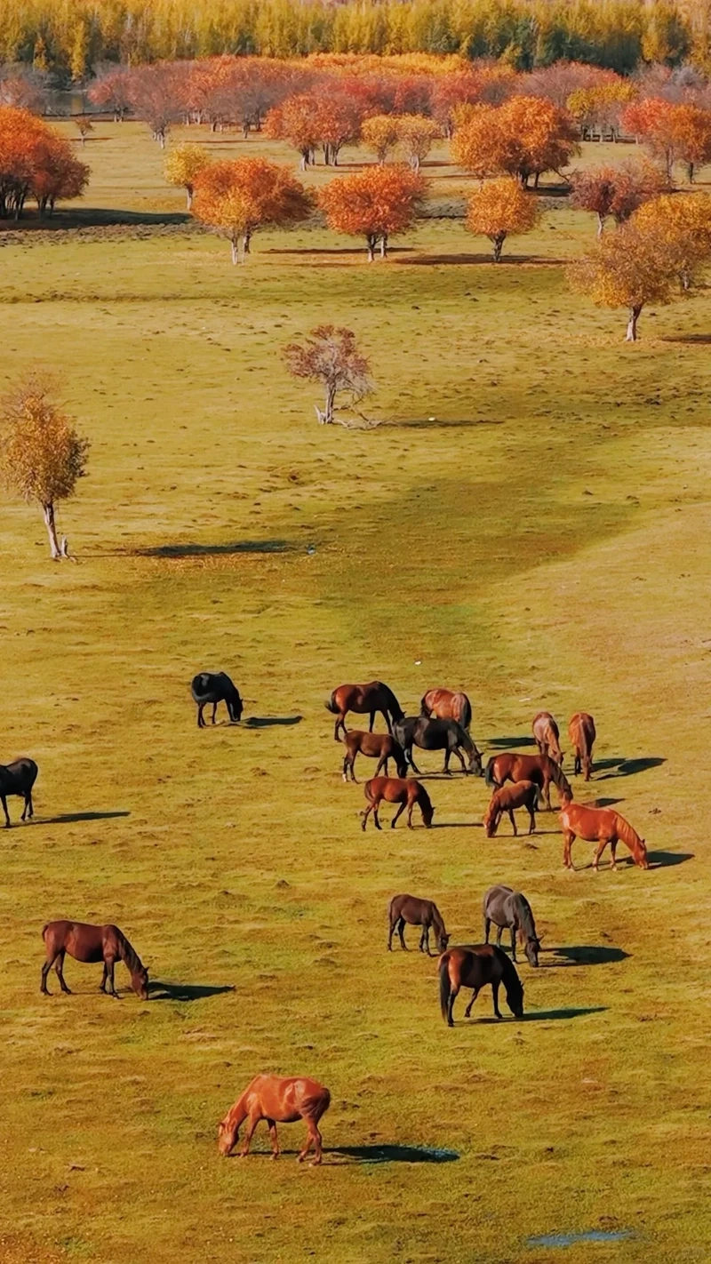 Văn hóa đặc sắc của phong cảnh Mông Cổ đất nước du mục