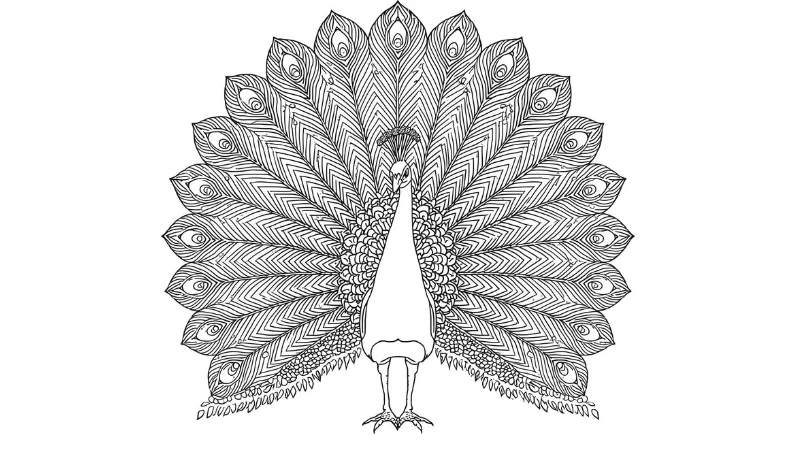 Những mẫu tranh tô màu chim công ngộ nghĩnh cực vui nhộn