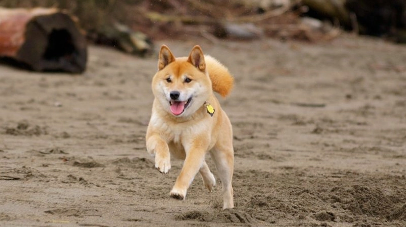 ảnh chó Shiba chạy trên cát thỏa sức