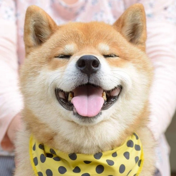 ảnh chó Shiba đeo khăn chấm bi cực kỳ phong cách