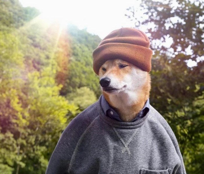 ảnh chó Shiba đội mũ len ấm áp