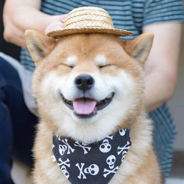 ảnh chó Shiba đội nón cói như một nông dân thực thụ