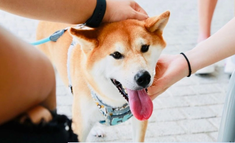 ảnh chó Shiba được vuốt ve nựng nịu