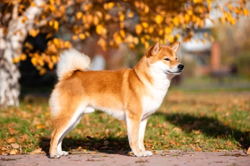 ảnh chó Shiba dưới gốc cây to lớn