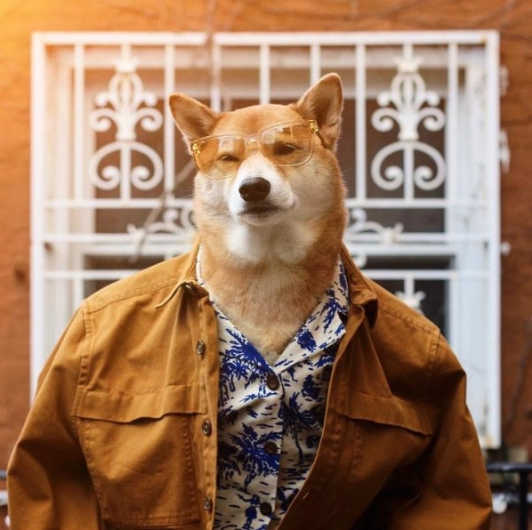 ảnh chó Shiba mặc đồ bụi bặm như dân chơi