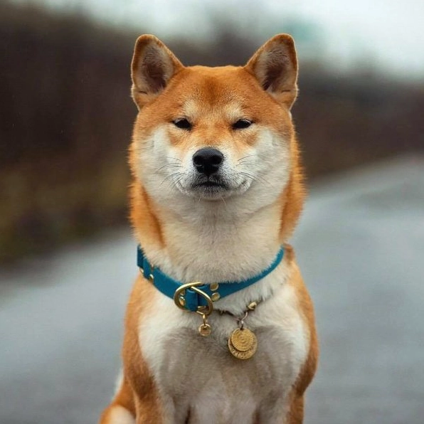 ảnh chó Shiba mắt đen to tròn ngây thơ
