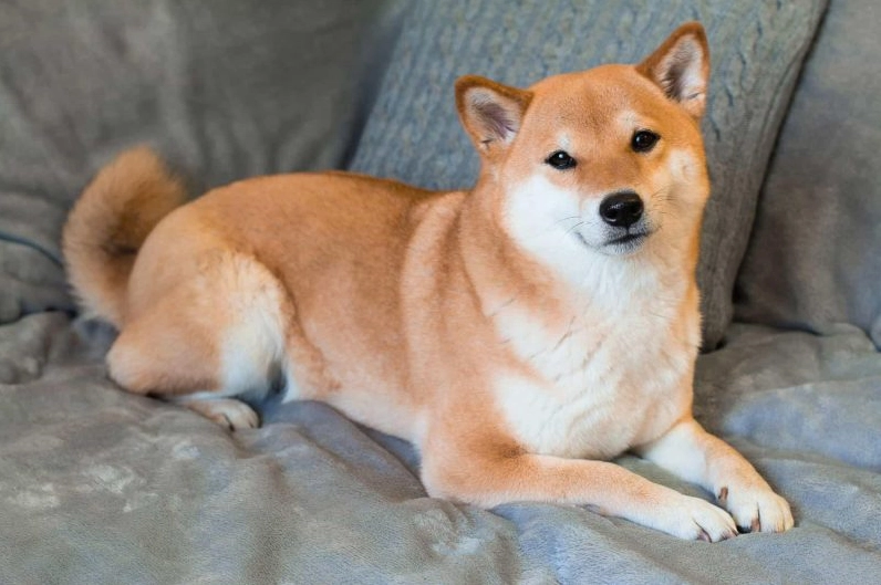 ảnh chó Shiba nằm trên sofa êm ái