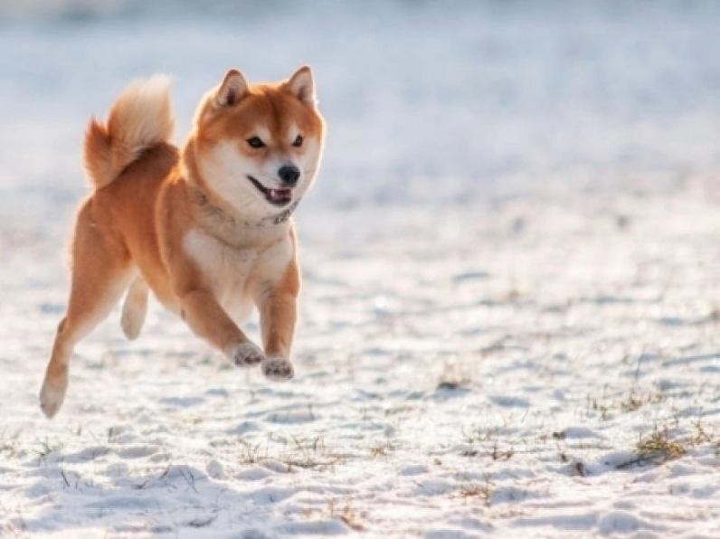 ảnh chó Shiba nhảy trên tuyết vui nhộn