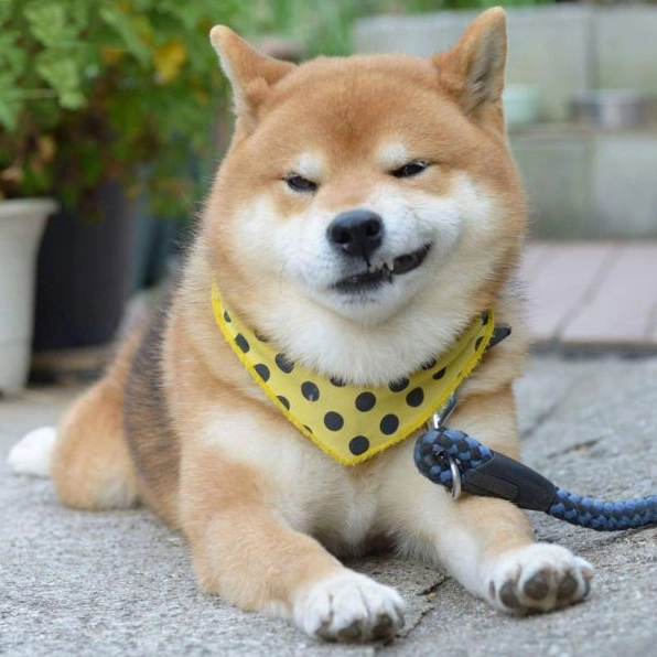 ảnh chó Shiba nhếch mép khinh bỉ