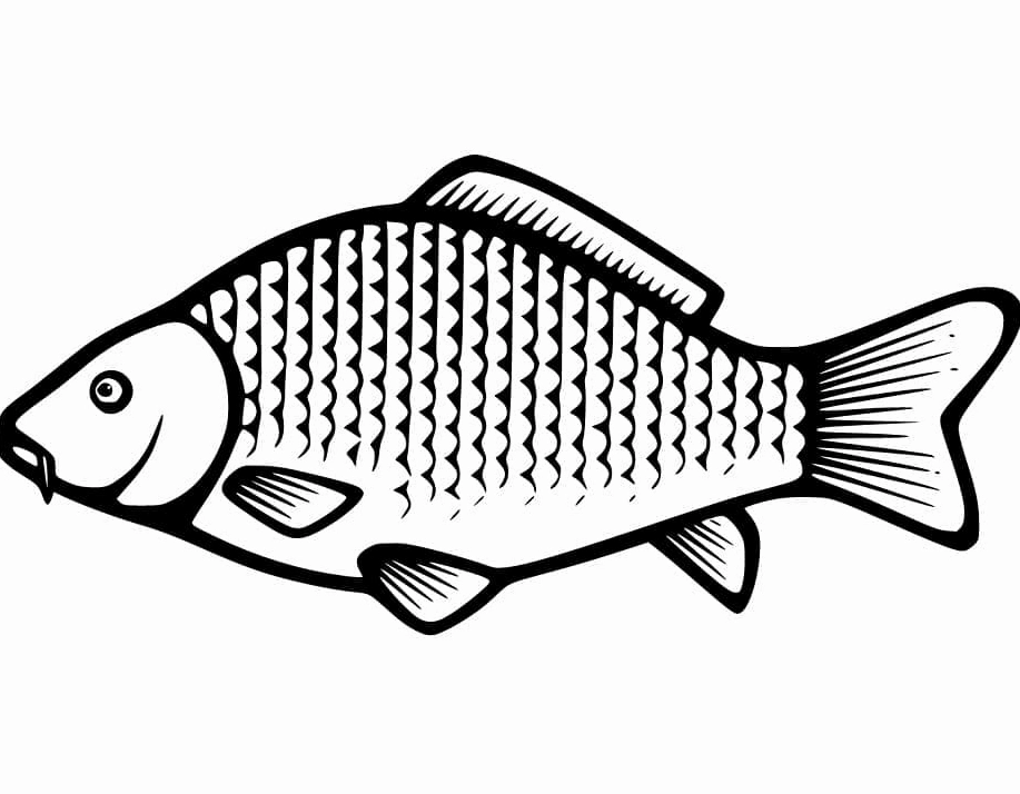 Bức tranh tô màu cá chép siêu đơn giản nét to rõ