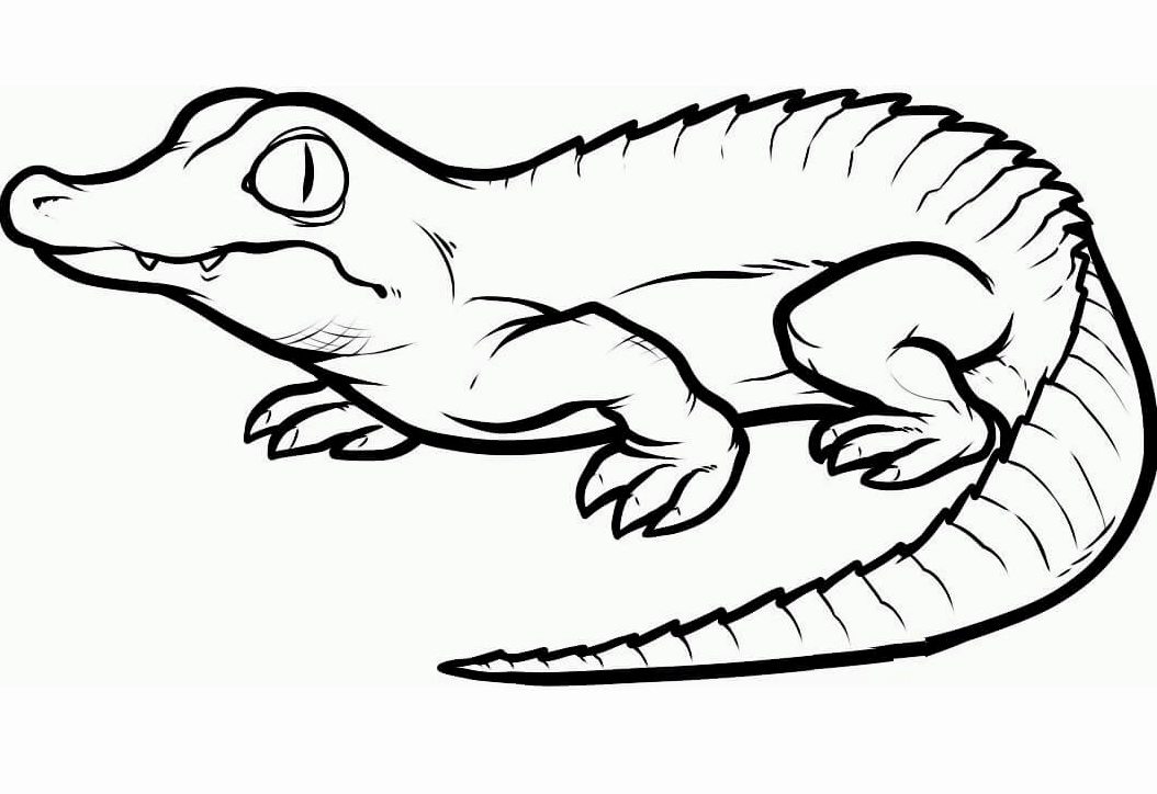 Bức tranh tô màu con cá sấu con đáng yêu cho bé mầm non