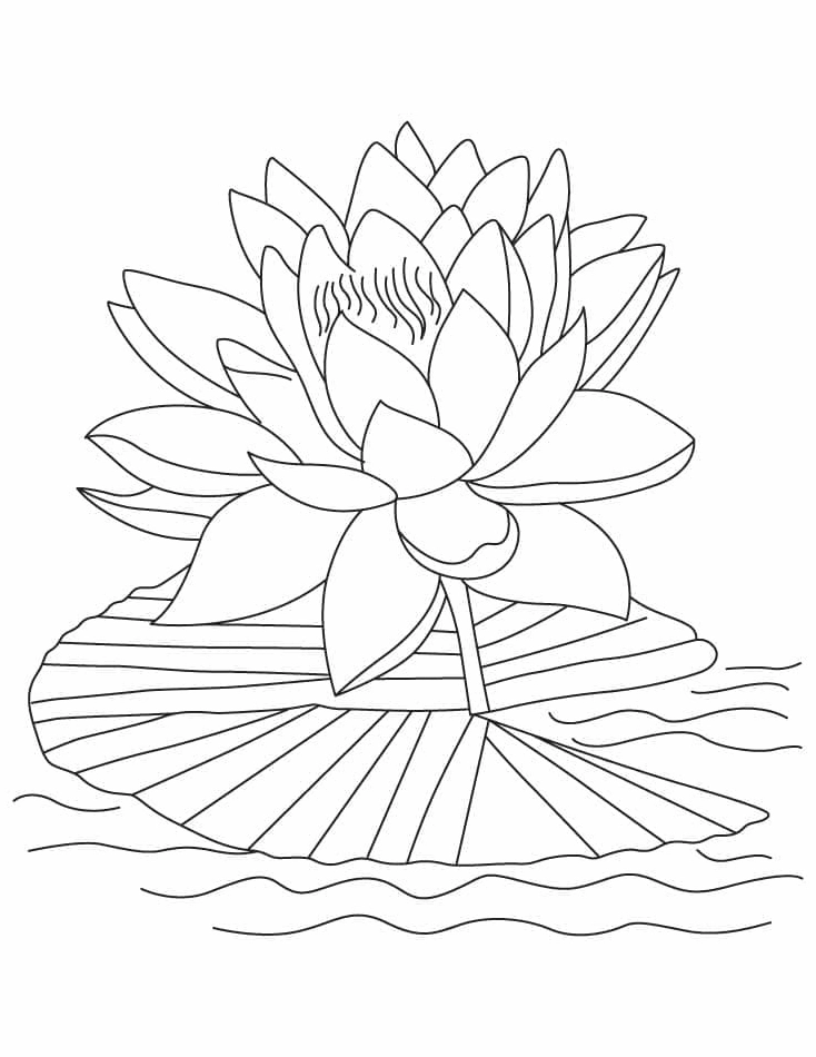 Bức tranh tô màu hoa sen và lá đơn giản dễ tô cho bé