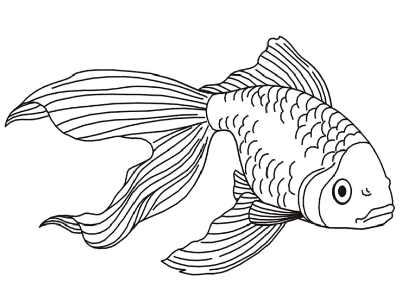 cá vàng tranh tô màu con cá chép với đôi mắt to tròn ngộ nghĩnh