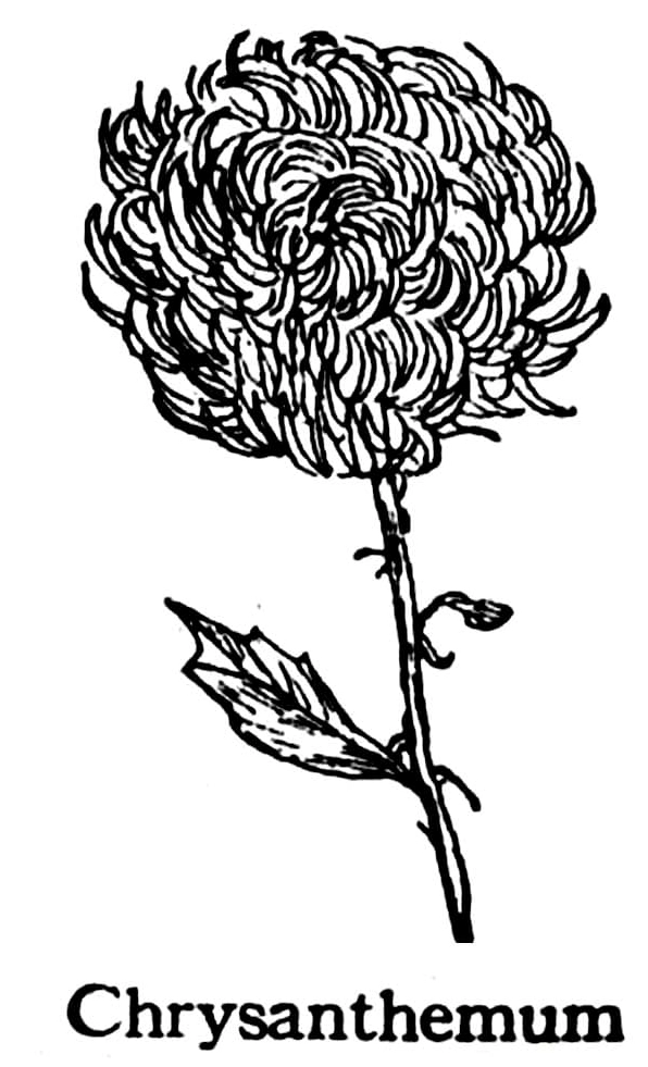 Cành hoa cúc khoe sắc trong tranh tô màu