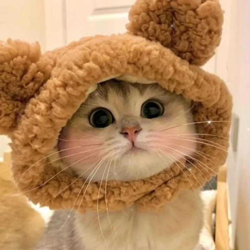 Cập nhật hình mèo con chibi ngộ nghĩnh mới