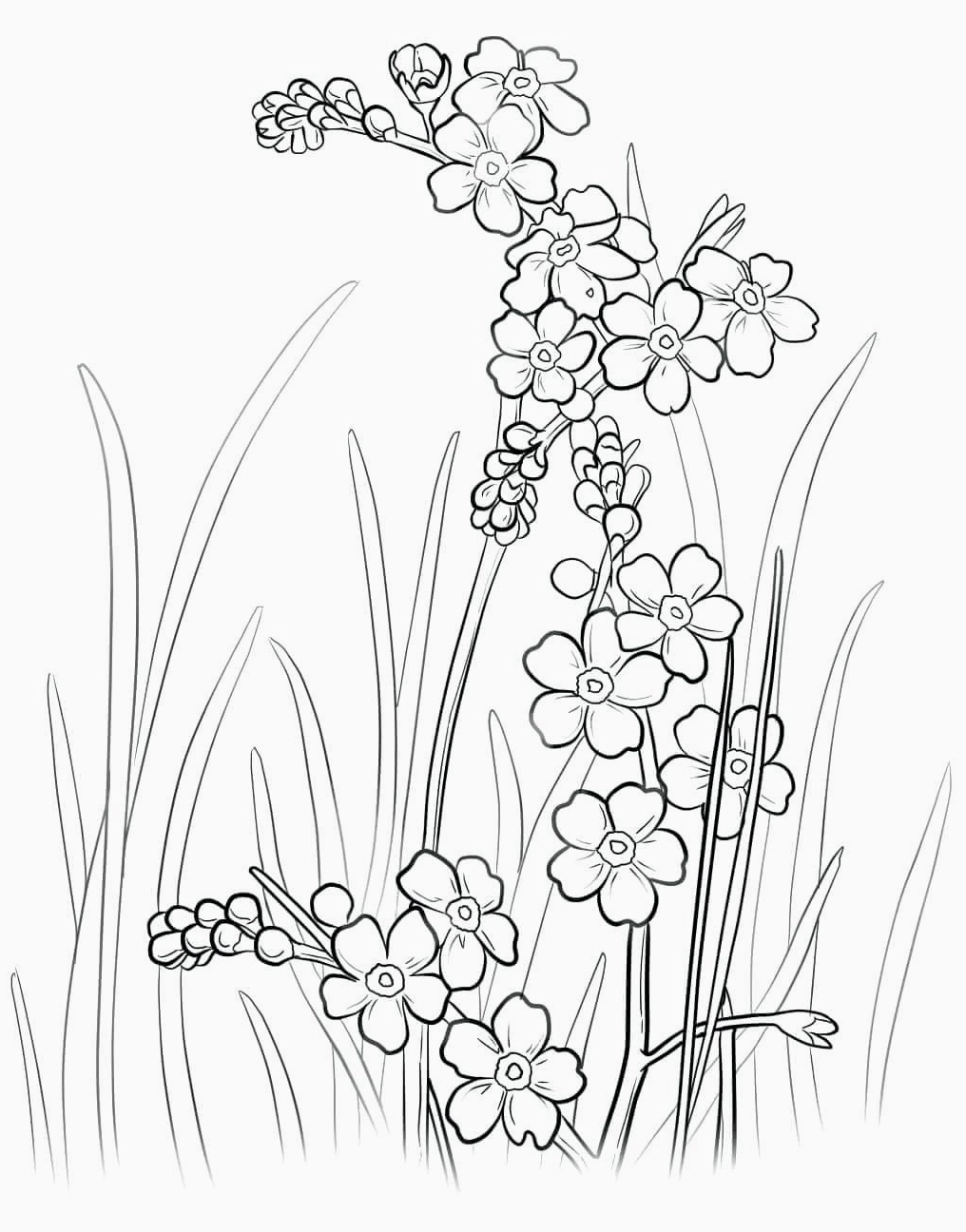 Cây hoa mai ngày tết tô màu