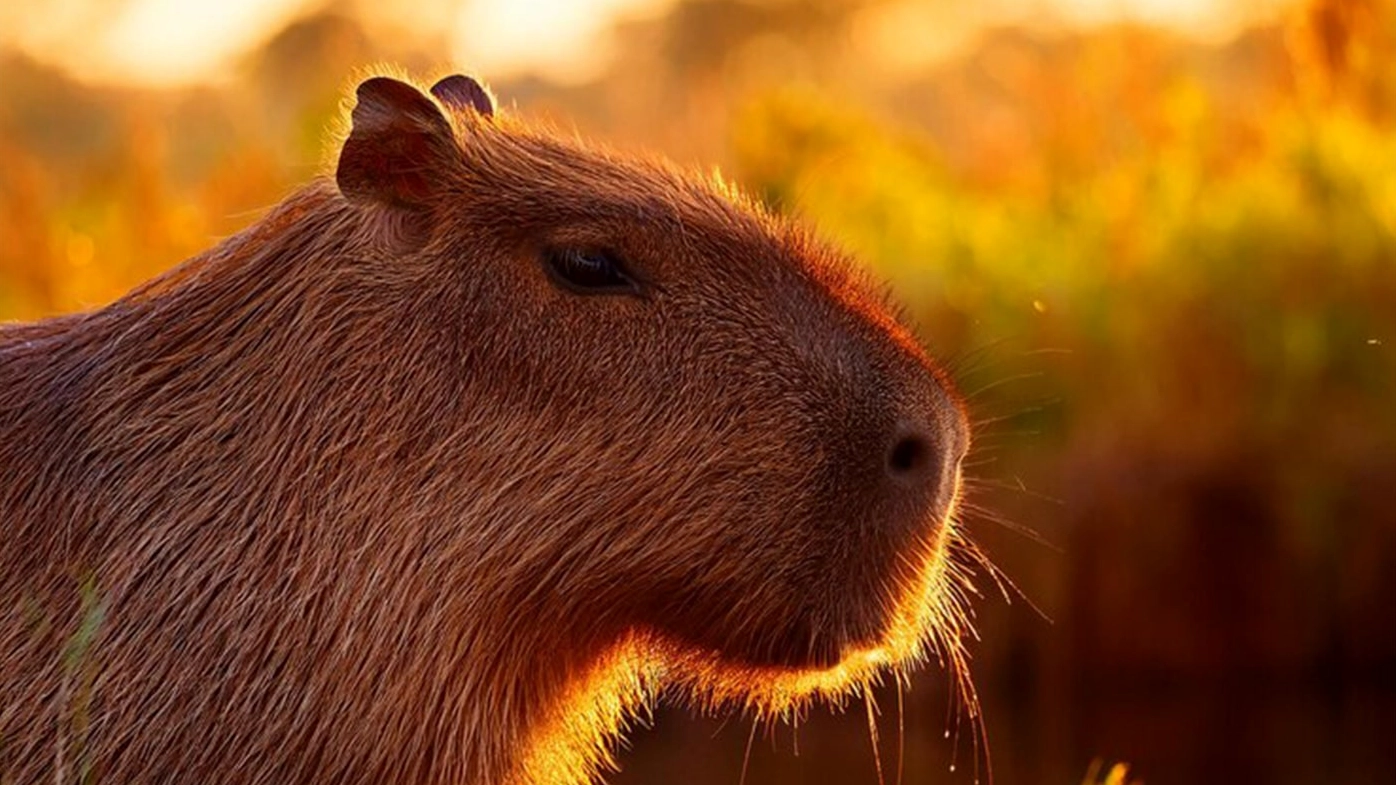 Chú capybara đang đứng ngắm nhìn hoàng hôn ánh nắng len lỏi qua từng sợi lông